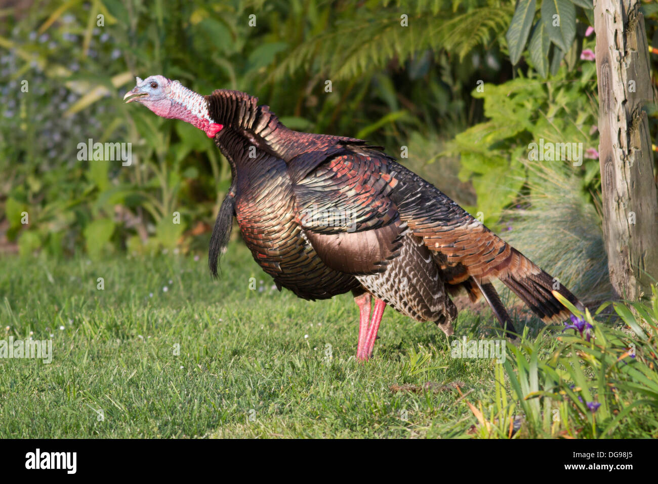 Male Wild Turkey.(Meleagris gallopavo).Humbolt County,California Stock Photo