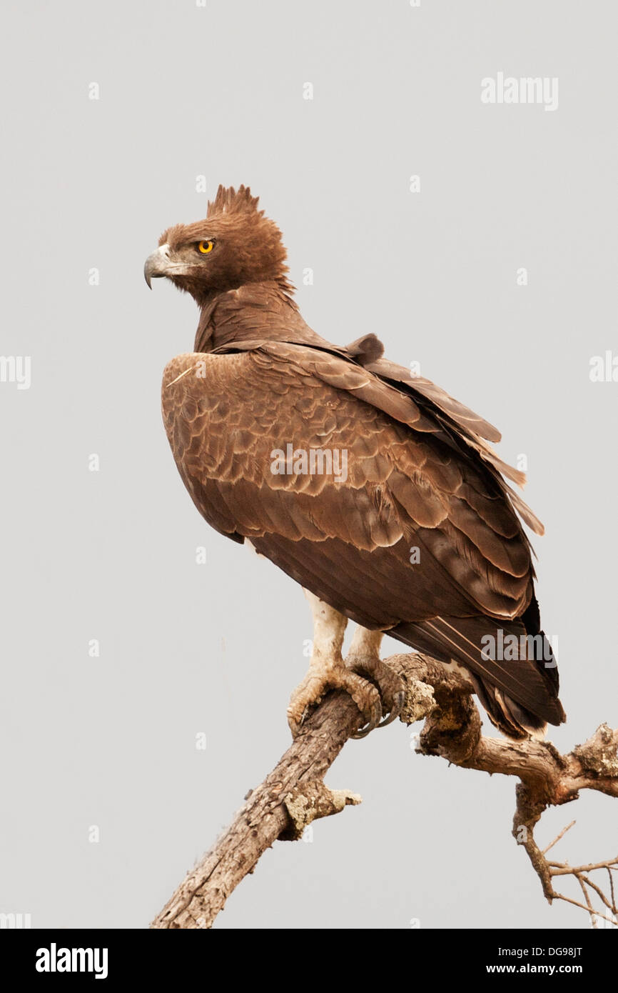 Martial Eagle.(Polemaetus bellicosus).Serengeti National Park, Tanzania Stock Photo