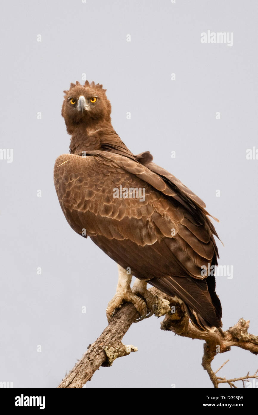 Martial Eagle.(Polemaetus bellicosus).Serengeti National Park, Tanzania Stock Photo