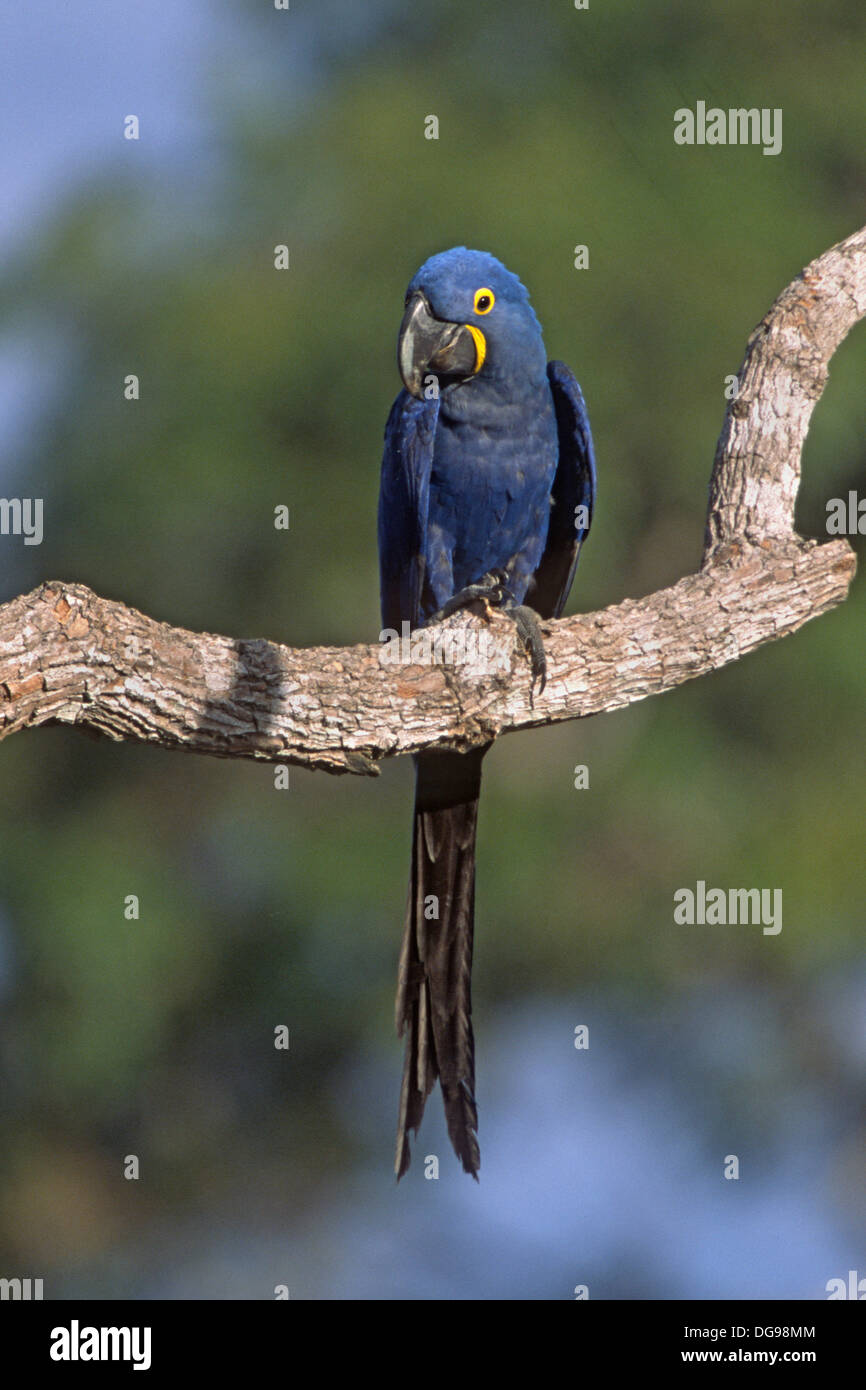 Hyacinth Macaw, the world's largest Macaw.(Anodorhynchus hyacinthinus ...