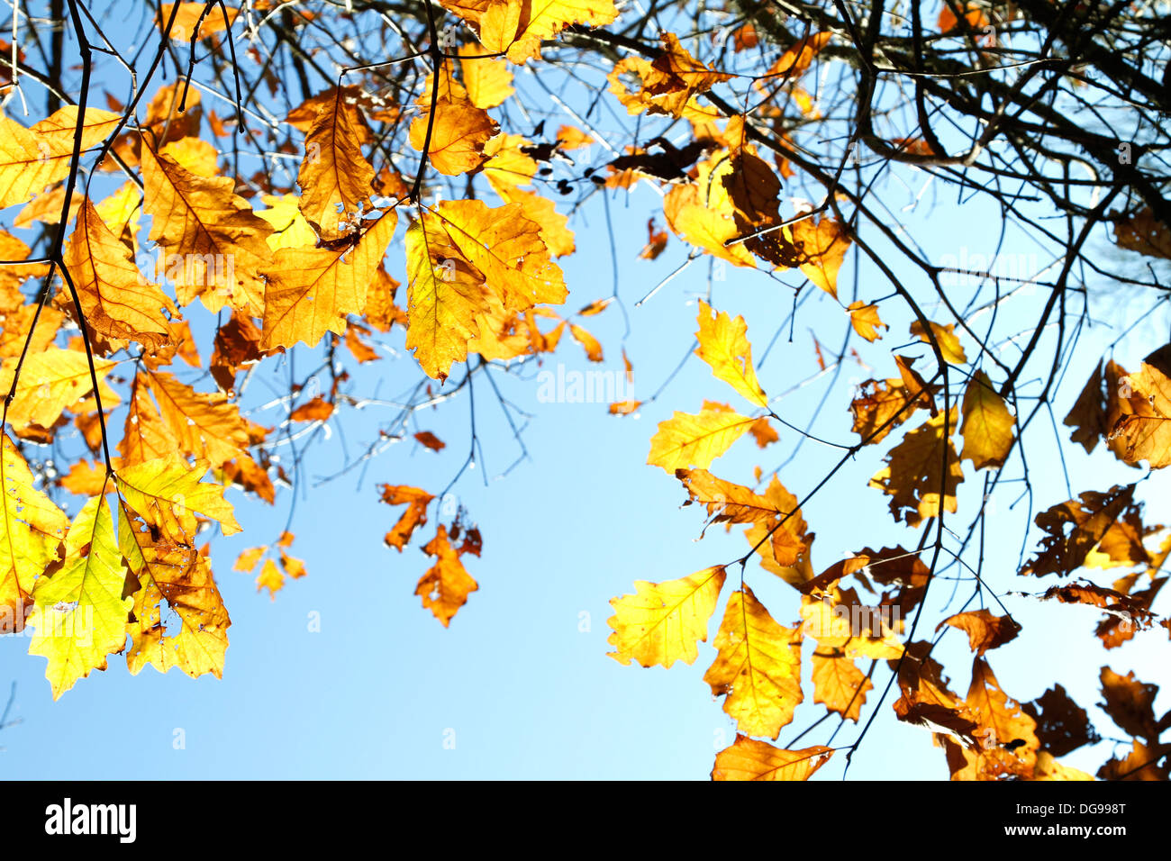 Changing color tree hi-res stock photography and images - Alamy