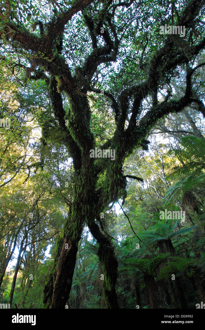 Ent tree hi-res stock photography and images - Alamy