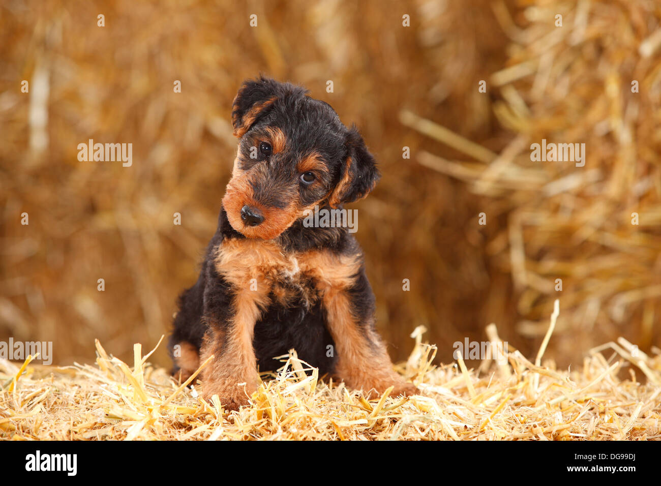 Welsh Terrier, puppy, 7 weeks |Welsh-Terrier, Welpe, 7 Wochen Stock Photo