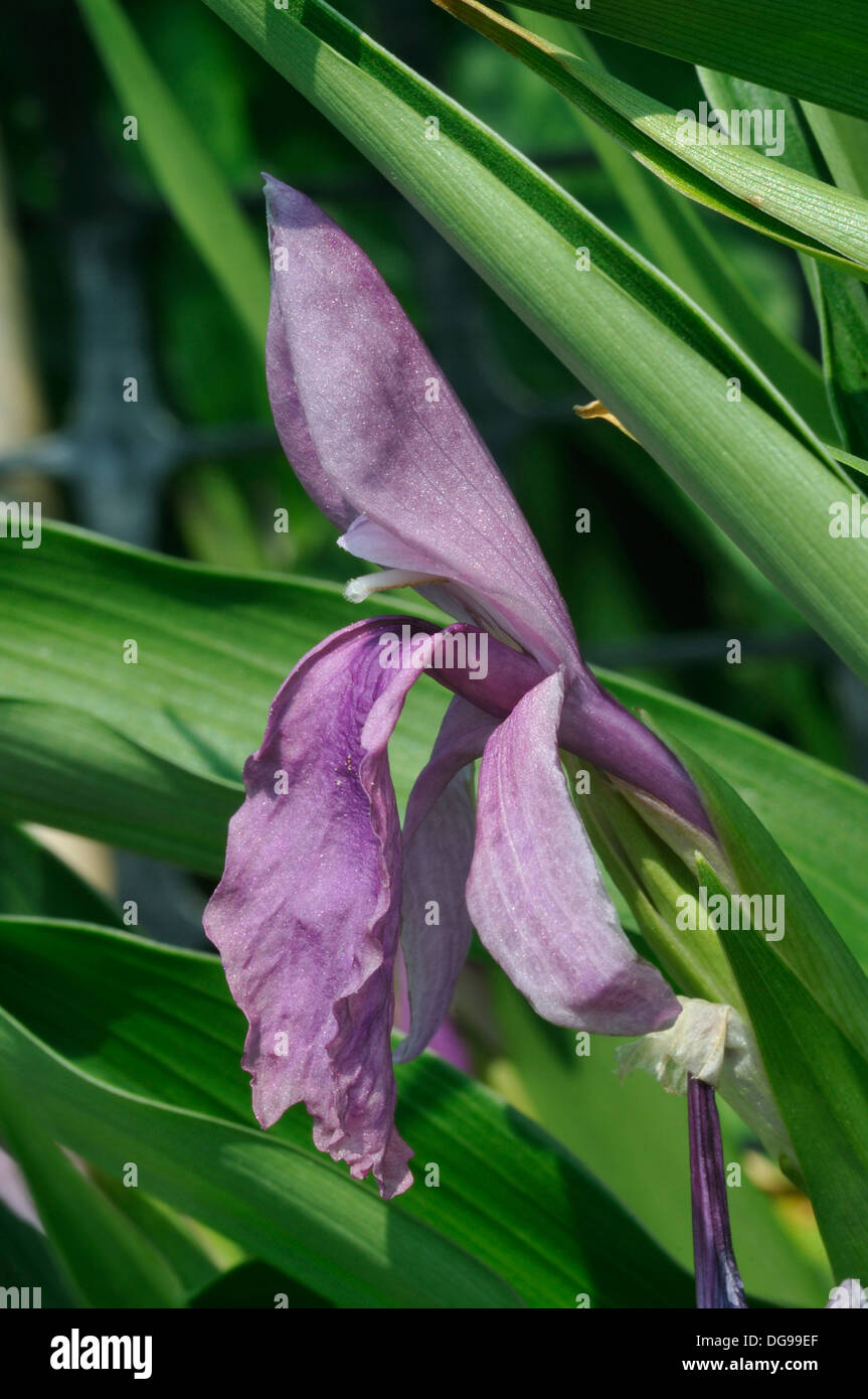 Roscoea humeana flower Member of the Ginger family from China Stock Photo