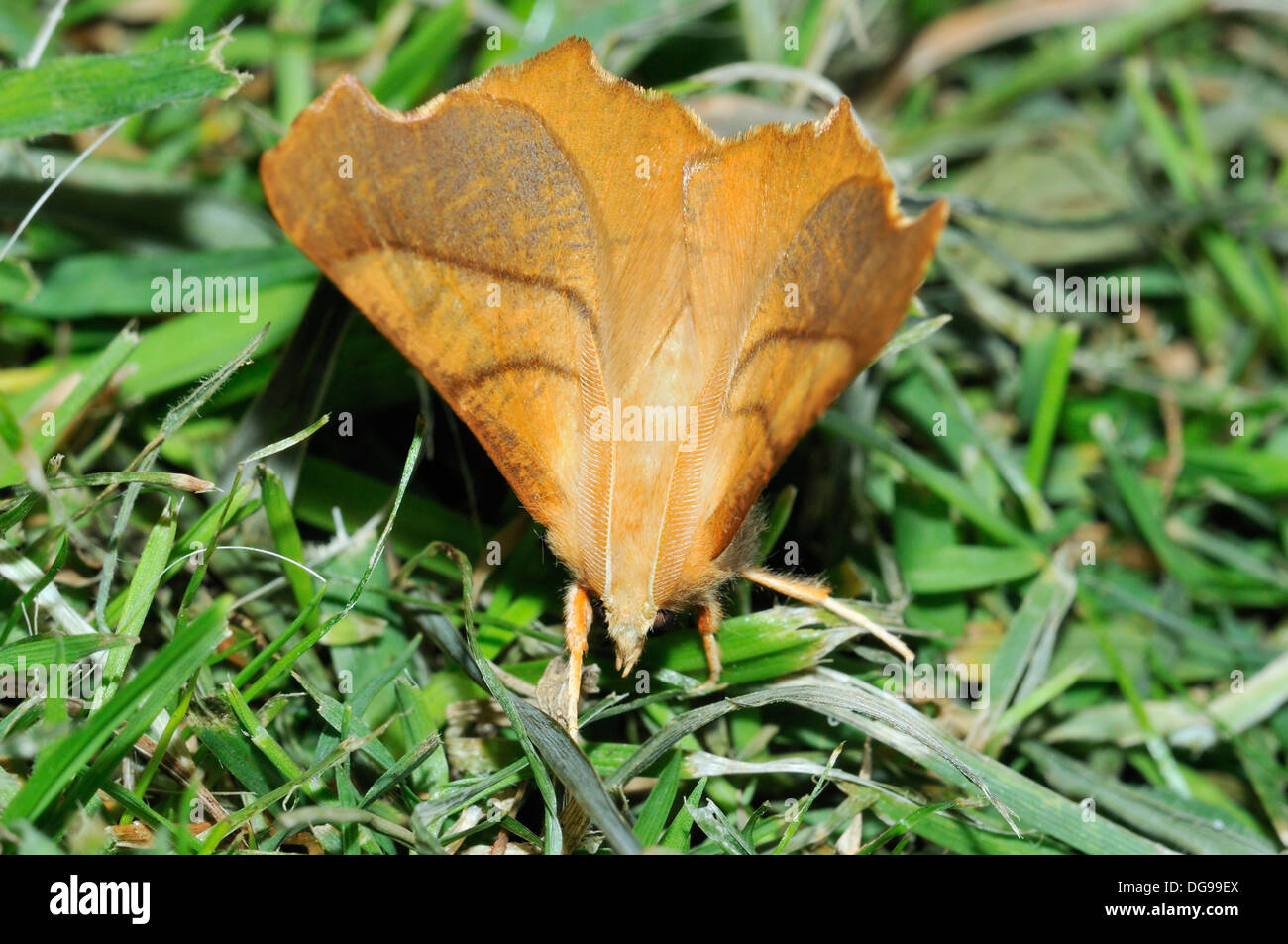 Dusky Thorn Moth - Ennomos fuscantaria on grass Stock Photo