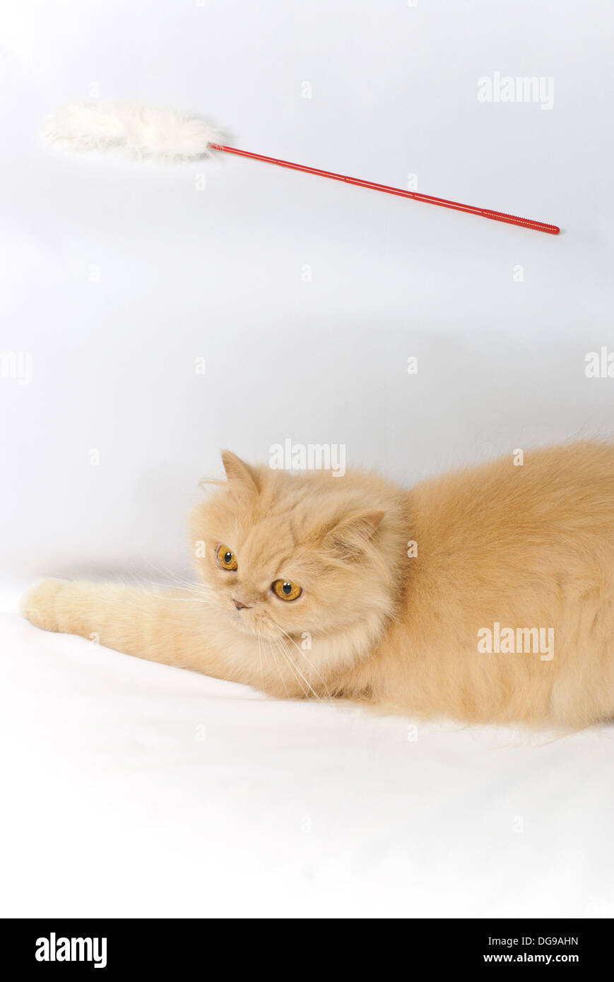 Persian cat and toy Stock Photo Alamy