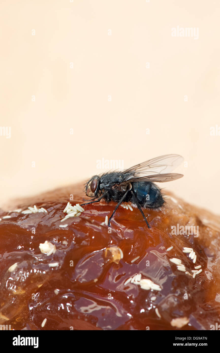 Blow fly larvae hires stock photography and images Alamy