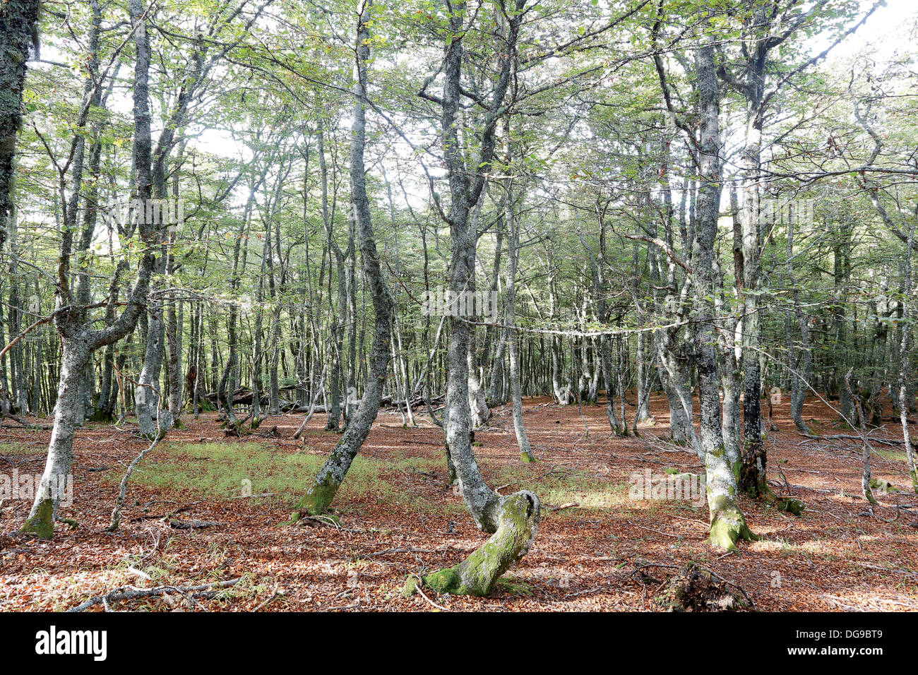 Nature Network. The Tabayón of Mongayu, Caso, Asturias, Spain Stock Photo