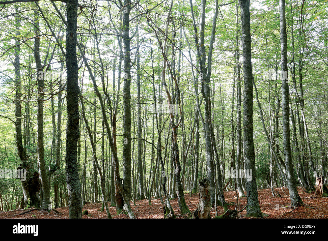 Nature Network. The Tabayón of Mongayu, Caso, Asturias, Spain Stock Photo