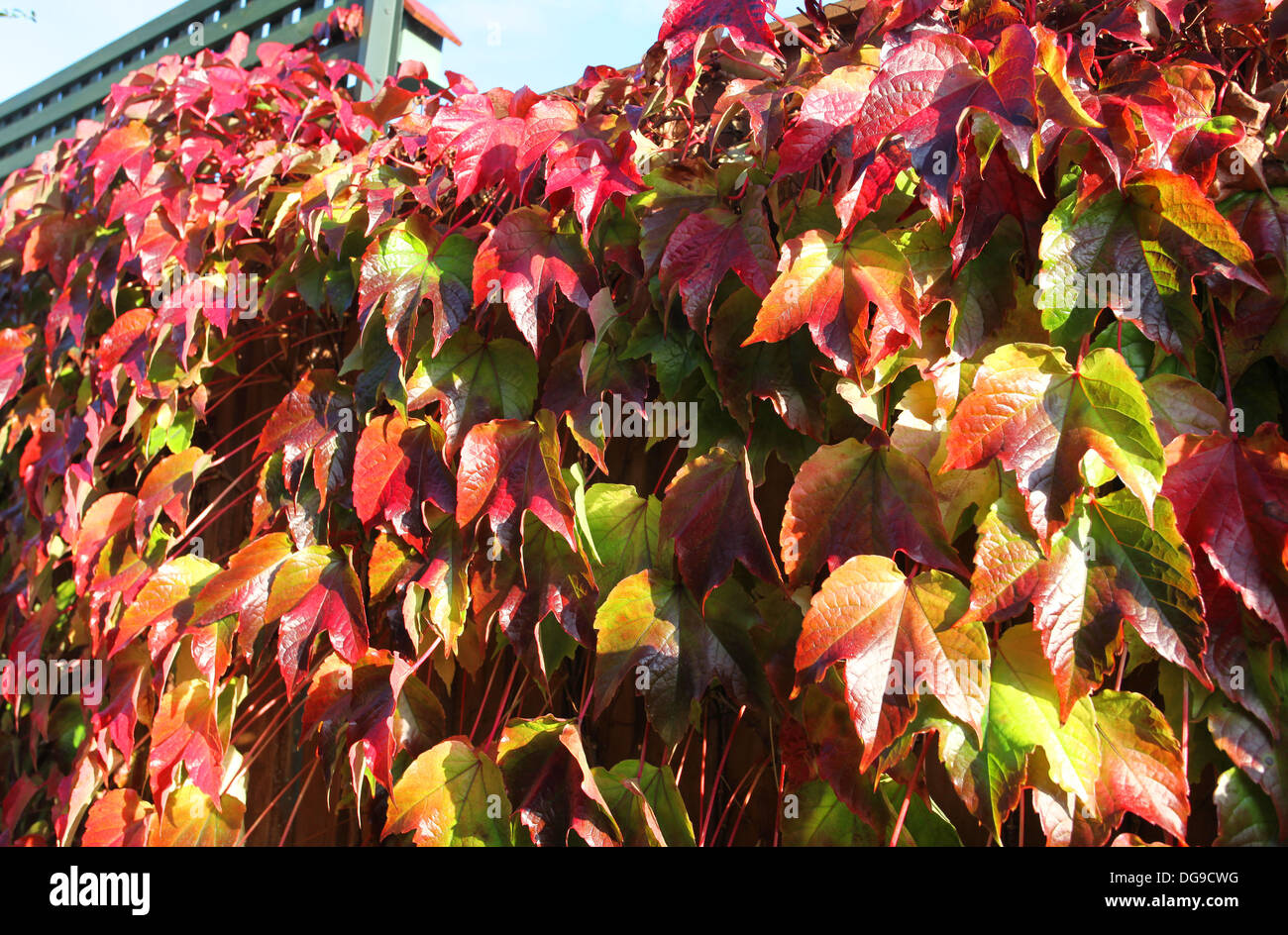 Virginia Creeper growing on a fence in Autumn Stock Photo