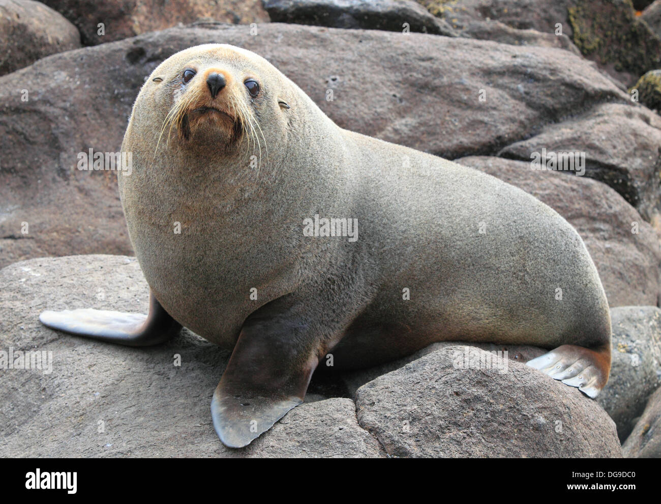 New Zealand fur seal Arctocephalus forsteri Stock Photo - Alamy
