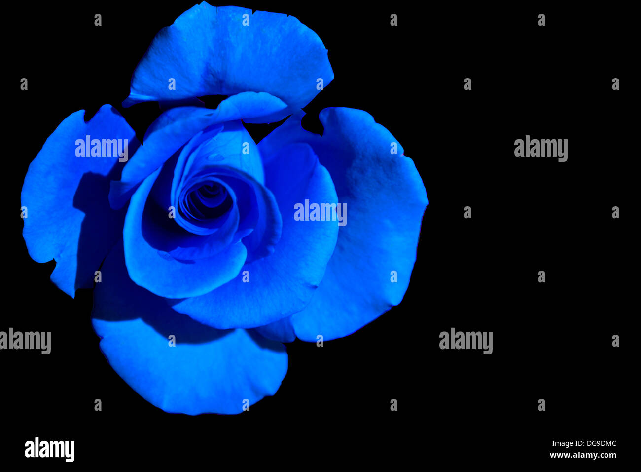 Blue rose hi-res stock photography and images - Alamy