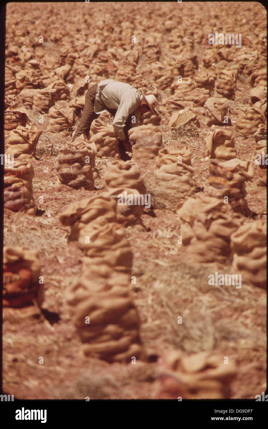 Workers harvesting onions hi-res stock photography and images - Alamy