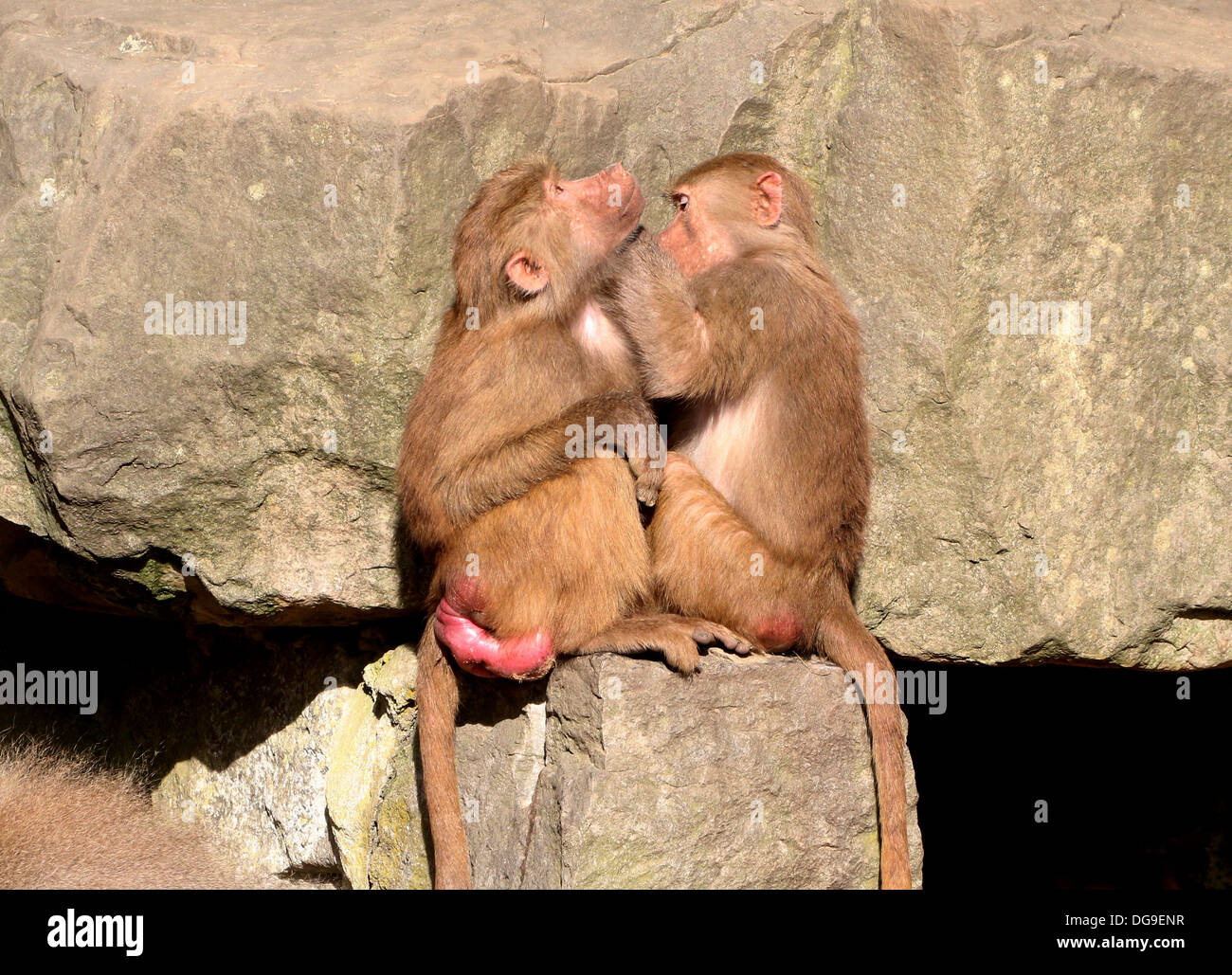 Two Hamadryas baboons (Papio hamadryas) in zoo setting grooming each  other Stock Photo