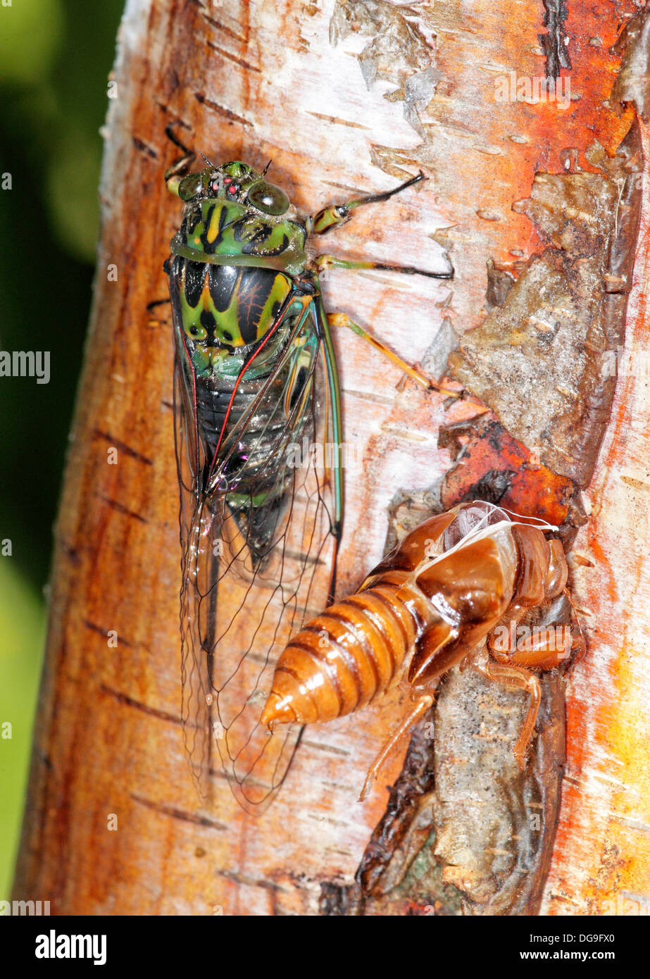 Chorus cicada hires stock photography and images Alamy