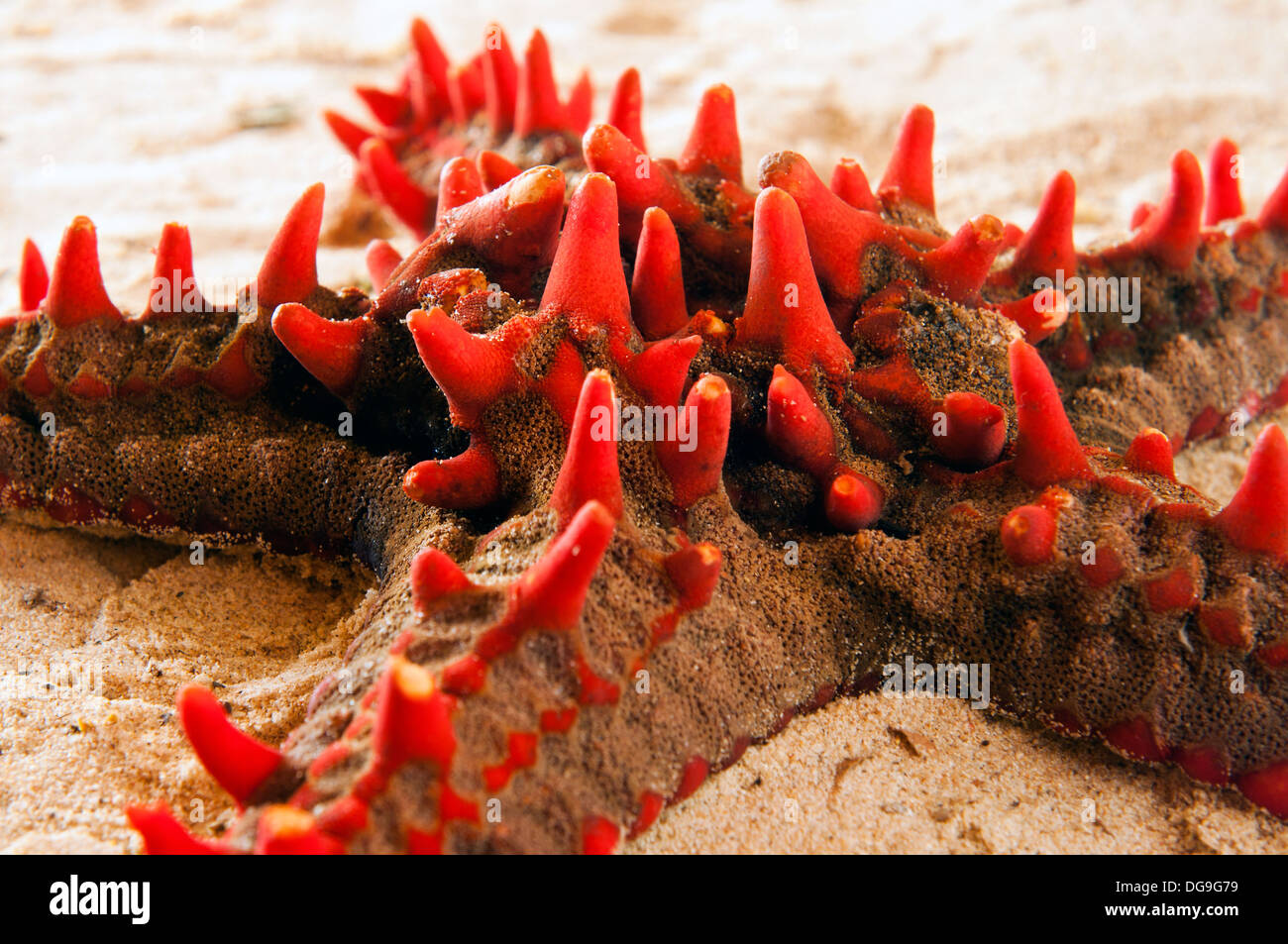 red knobbed starfish, ifaty, tulear, madagascar Stock Photo - Alamy
