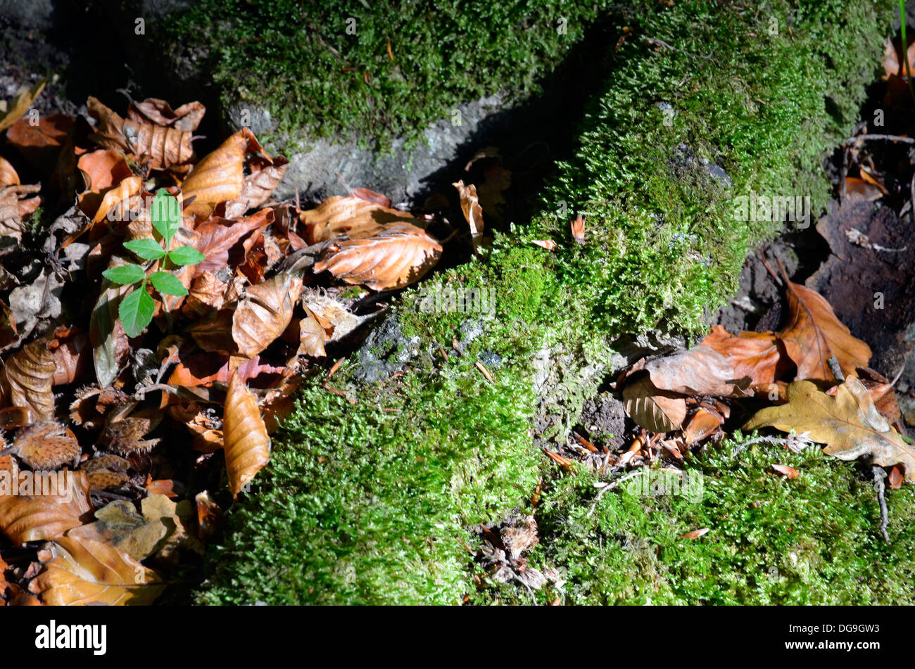 Moss covered tree roots hi-res stock photography and images - Alamy