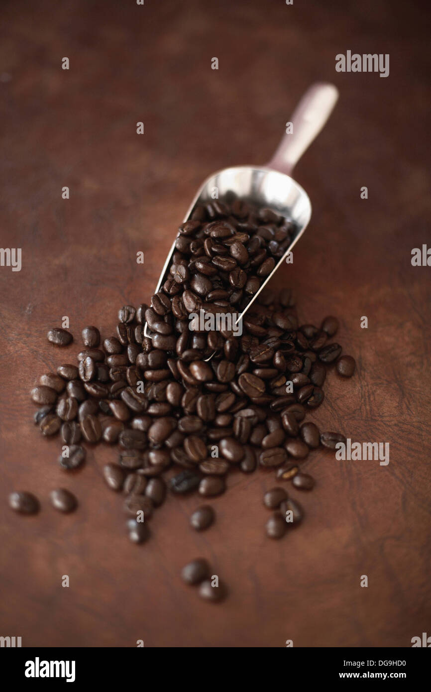 Scoop of coffee beans Stock Photo Alamy
