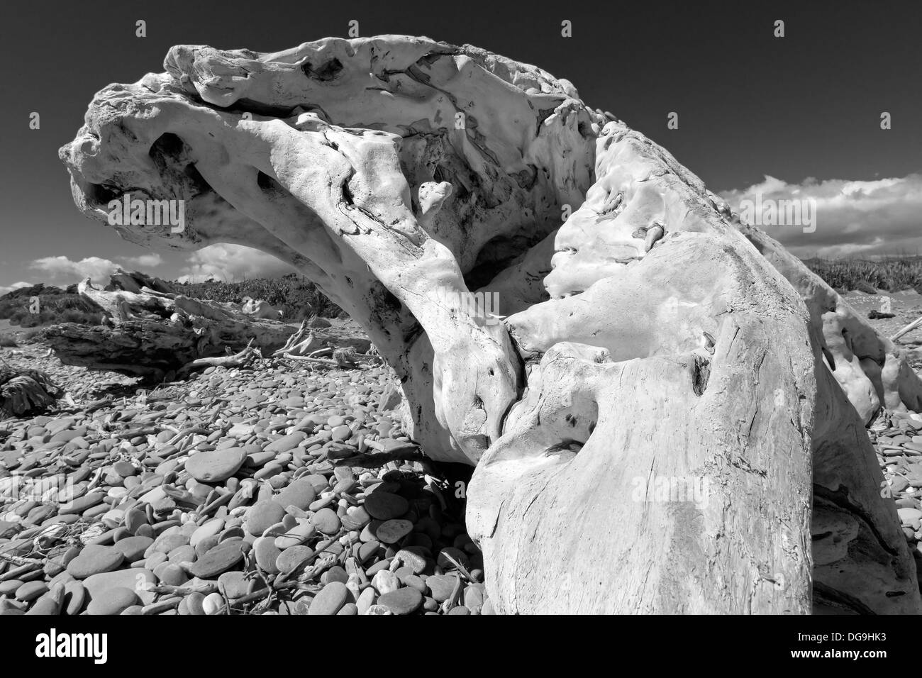 Driftwood Black and White Stock Photos & Images - Alamy