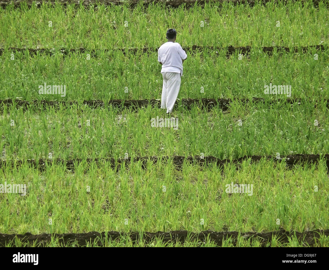 A farmer is spraying fertilizers, Pesticides in a farm Stock Photo Alamy