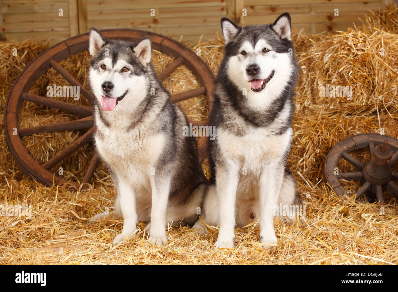 Alaskan Malamutes |Alaskan Malamutes Stock Photo