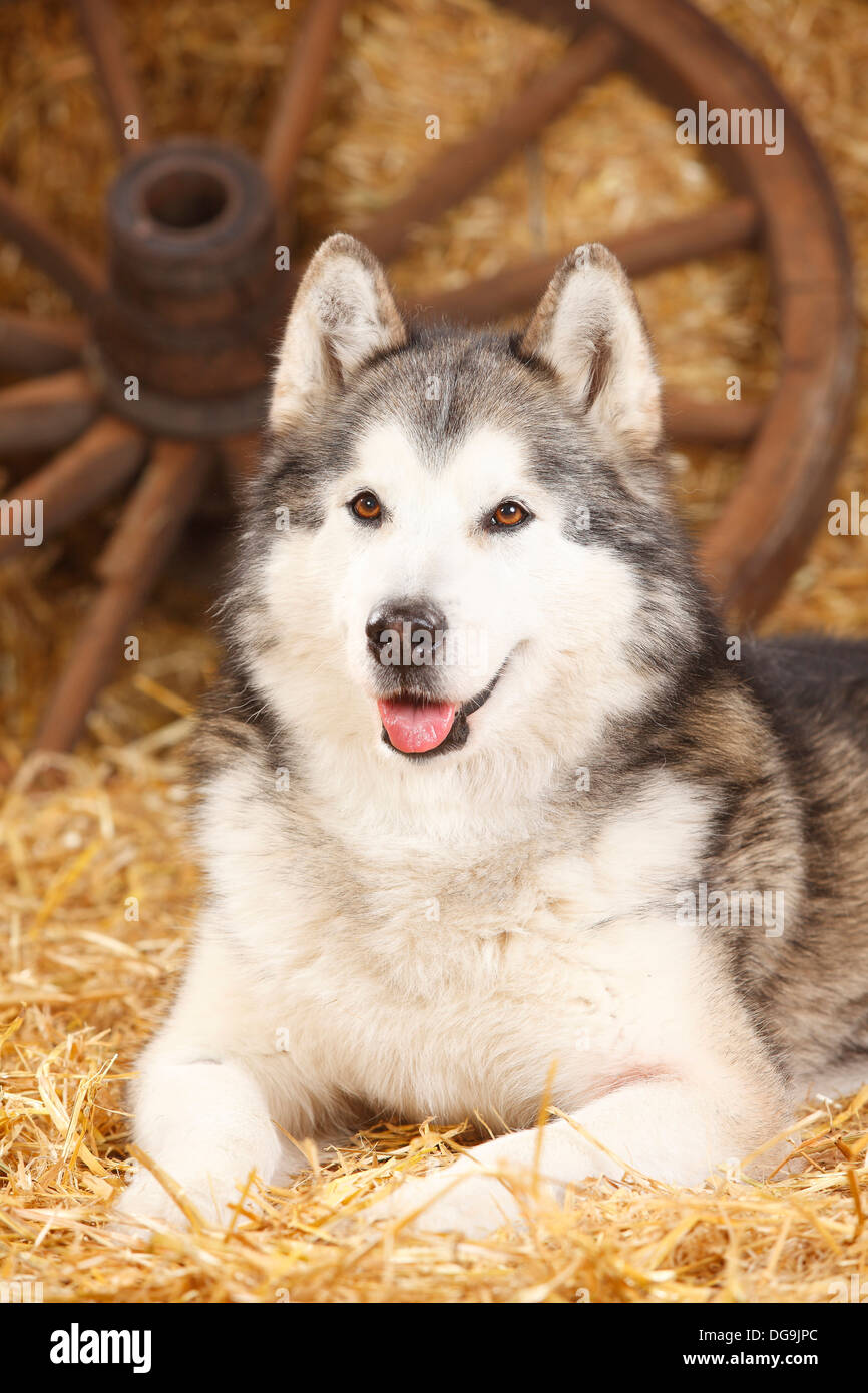 Alaskan Malamute, 11 years old |Alaskan Malamute, Ruede, 11 Jahre alt /  alter Hund Stock Photo - Alamy