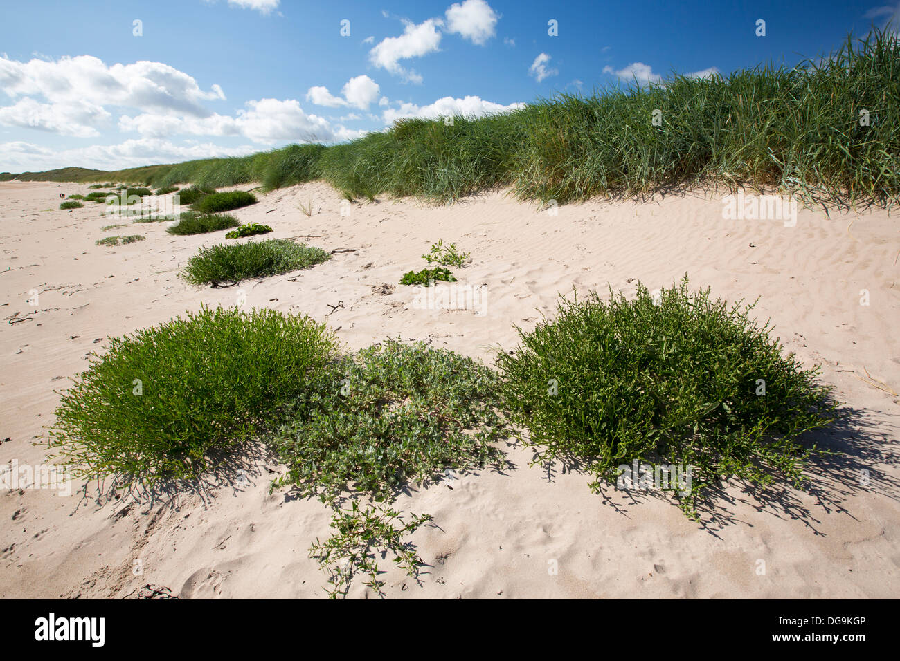 Sand dunes at Beadnell Bay, in Northumberland, UK. Stock Photo