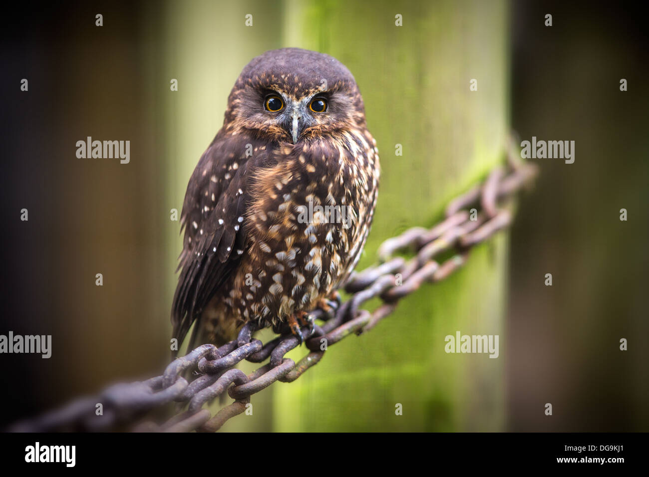 Morepork owl, Ninox novaeseelandiae Stock Photo