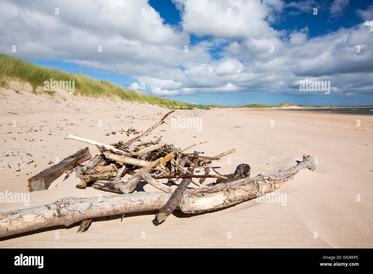 Drift wood at Beadnell Bay, in Northumberland, UK. Stock Photo