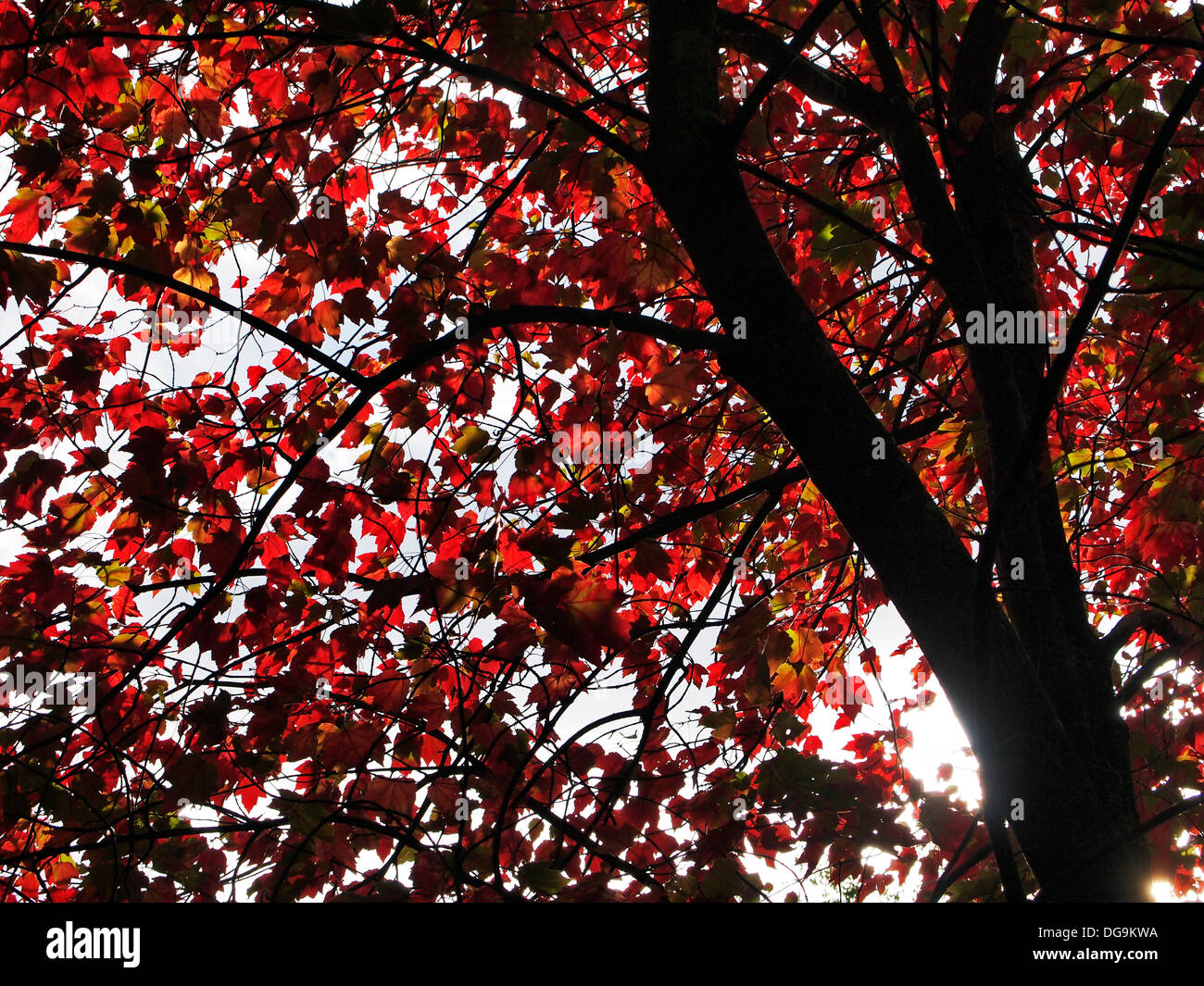 Autumnal red leaves and dark branches of a large Japanese Acer Palmatum tree showing rich autumn colours Stock Photo