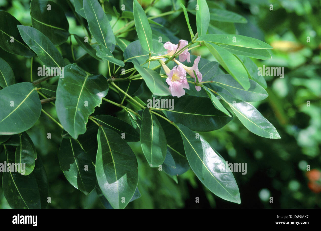 Cuban Pink Trumpet Tree (Tabebuia pallida Stock Photo 61679387 Alamy