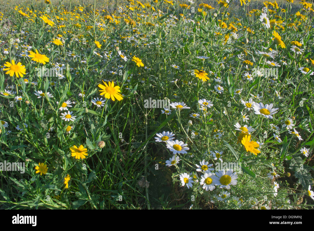 Field of wild flower's growing in a Leicestershire meadow, Loughborough