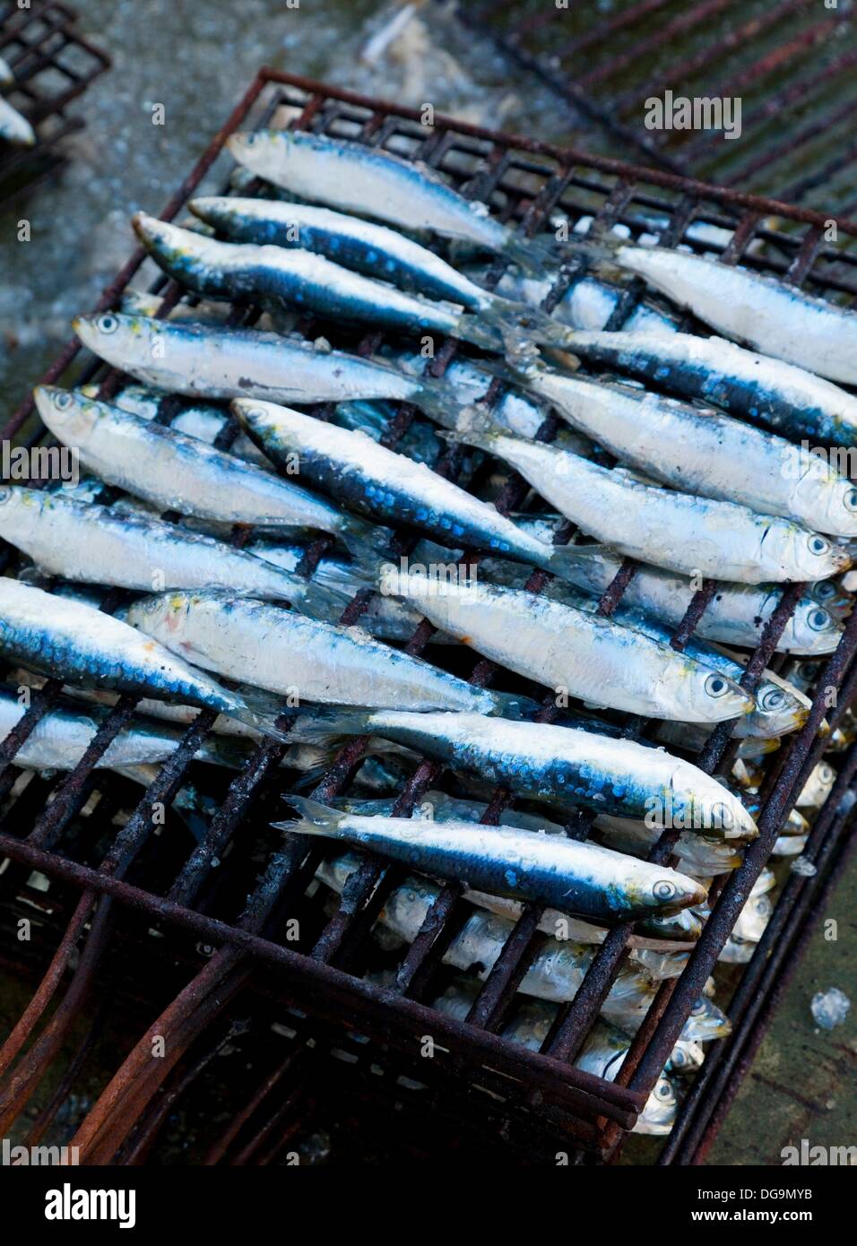 Grilled sardines in the Festival of Santoña, Cantabria, Cantabrian sea, Spain Stock Photo Alamy
