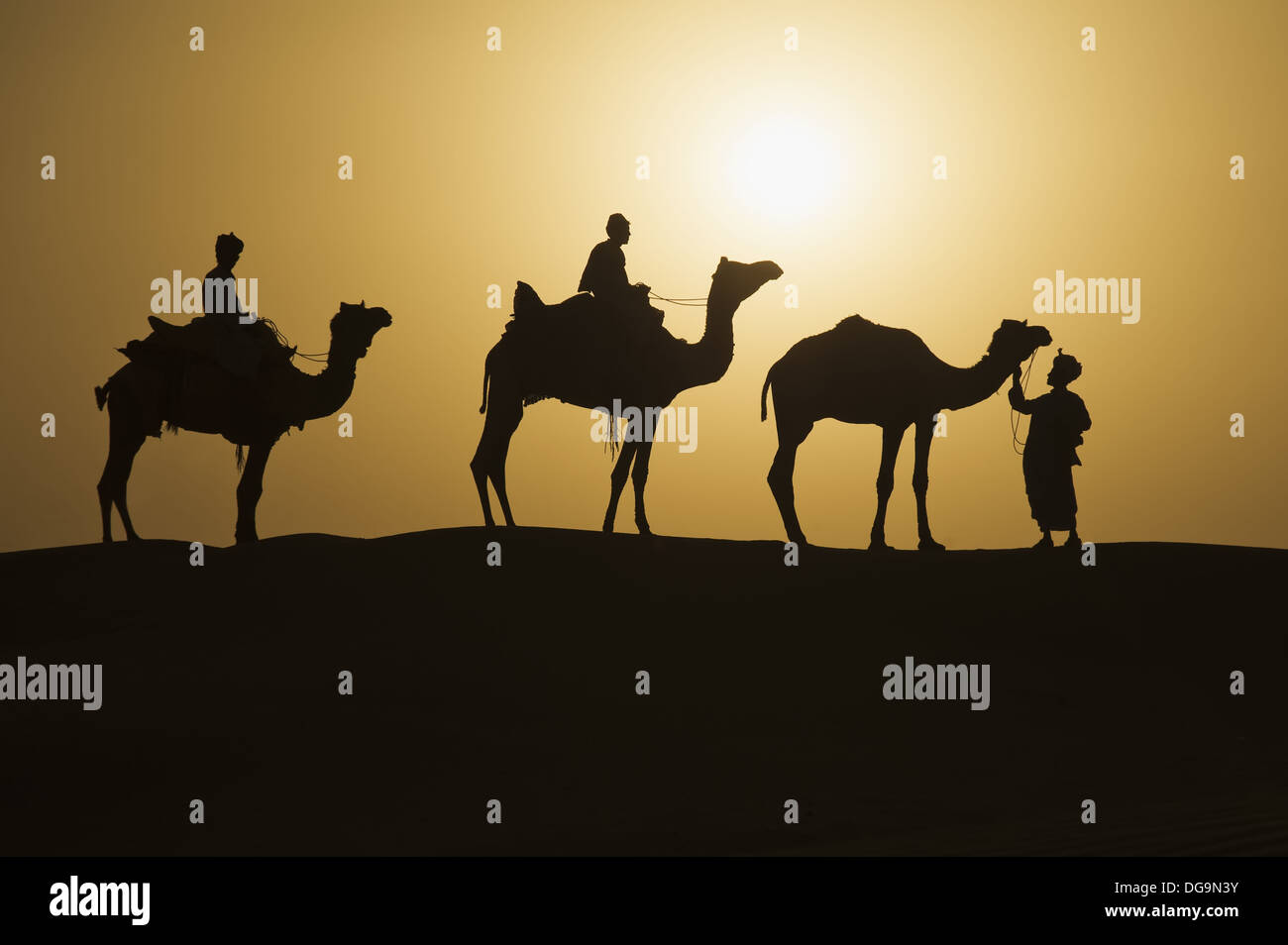 Camels At Sunset In The Thar Desert Rajasthan India