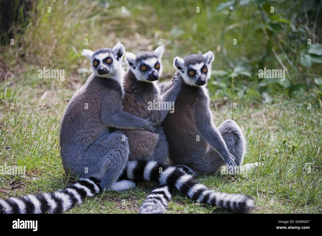 Ring-tailed Lemur Lemur catta, Near Threatened IUCN 2009, Endemic to Madagascar, Stock Photo