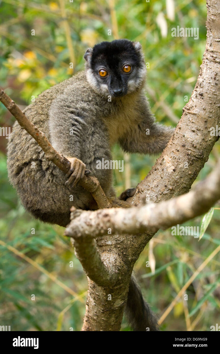 Common Brown Lemur Eulemur fulvus, Near Threatened, IUCN 2008, Madagascar Stock Photo