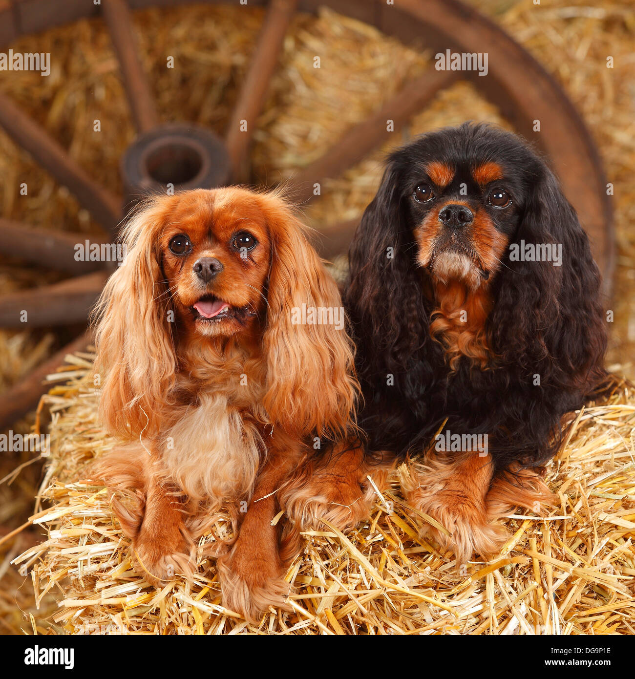 Cavalier king charles spaniel ruby hi-res stock photography and images -  Alamy