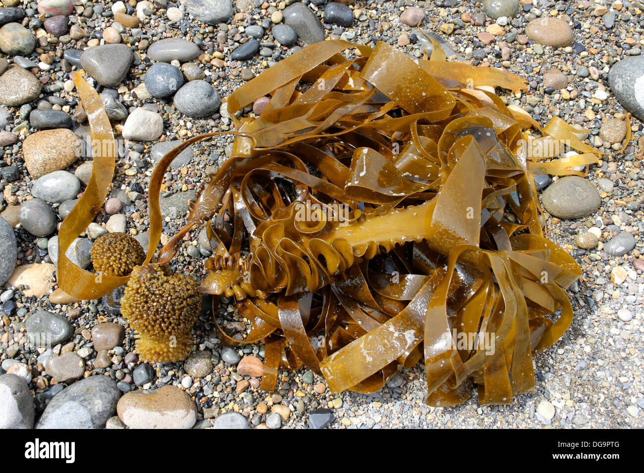 Furbellows (Saccorhiza polyschides) - A Brown Alga of the Lower Shore Stock Photo