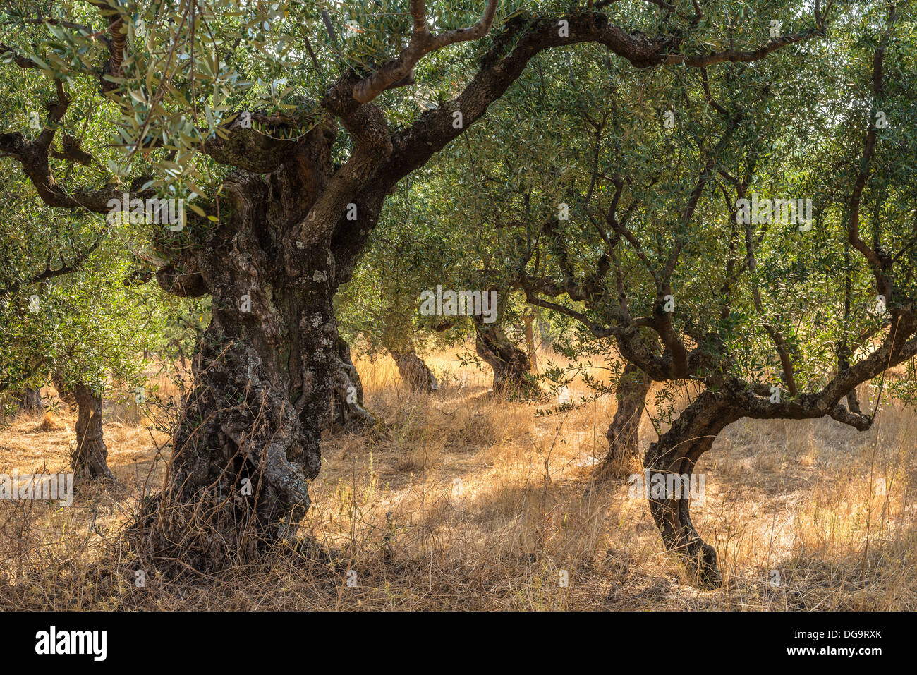 Terraces of Kalamata olive trees near Kardamyli, in the Outer Mani