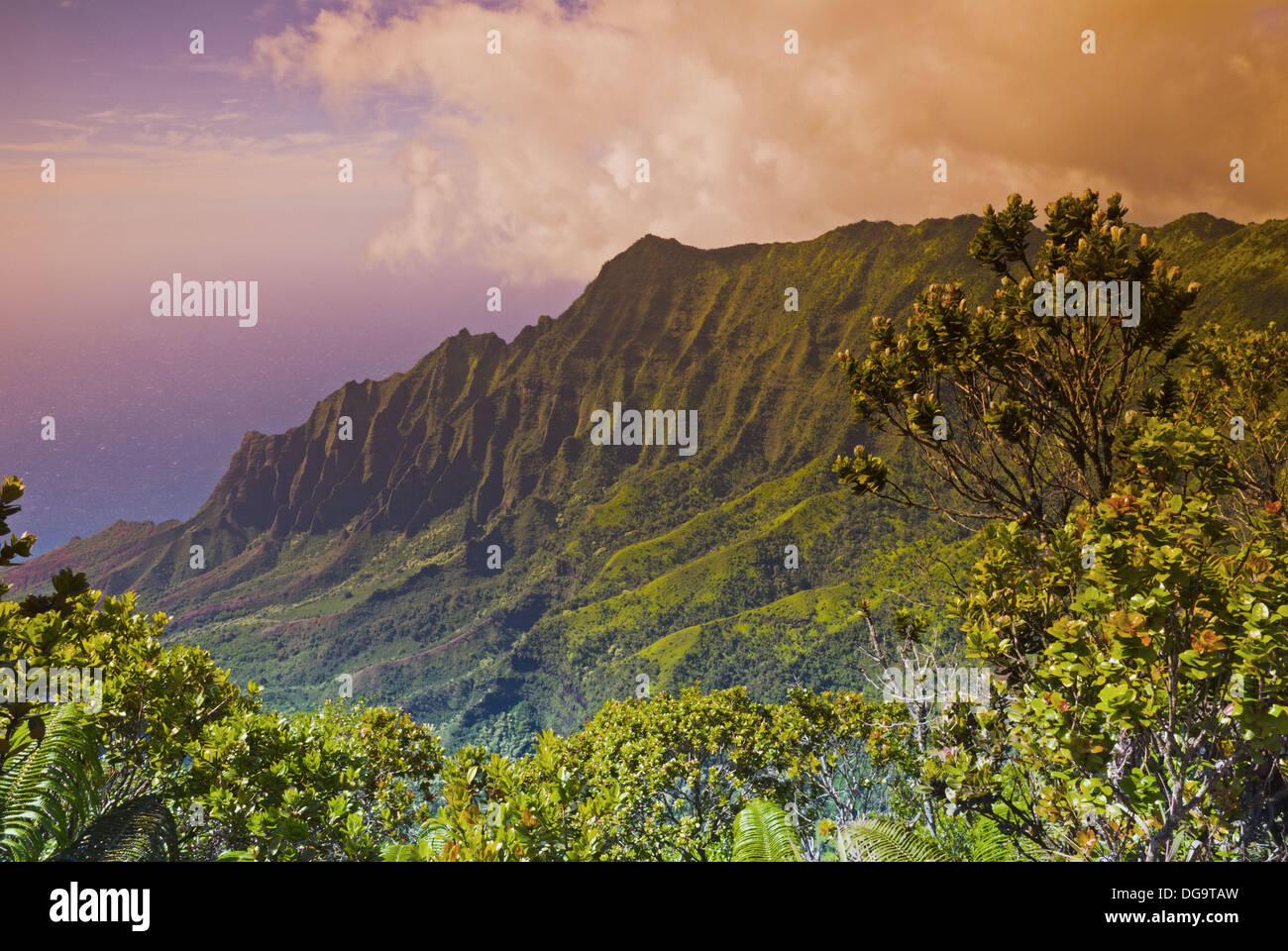 Kokee state park hawaii forest hires stock photography and images Alamy