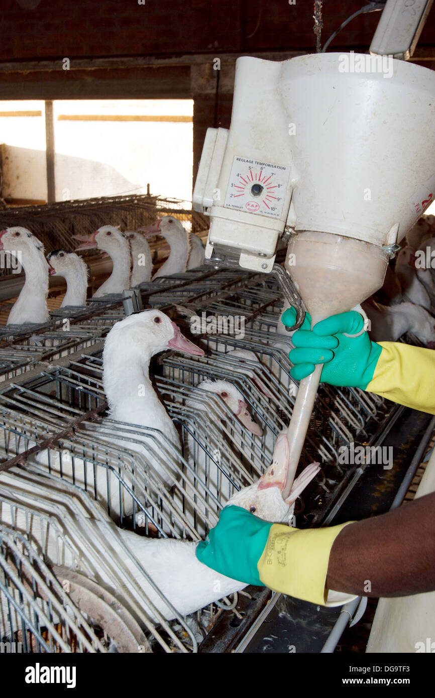 Foie gras duck factory hires stock photography and images Alamy