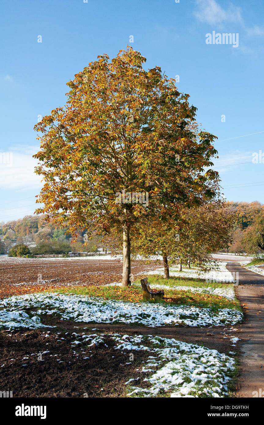 Autumn tree covered first hi-res stock photography and images - Alamy
