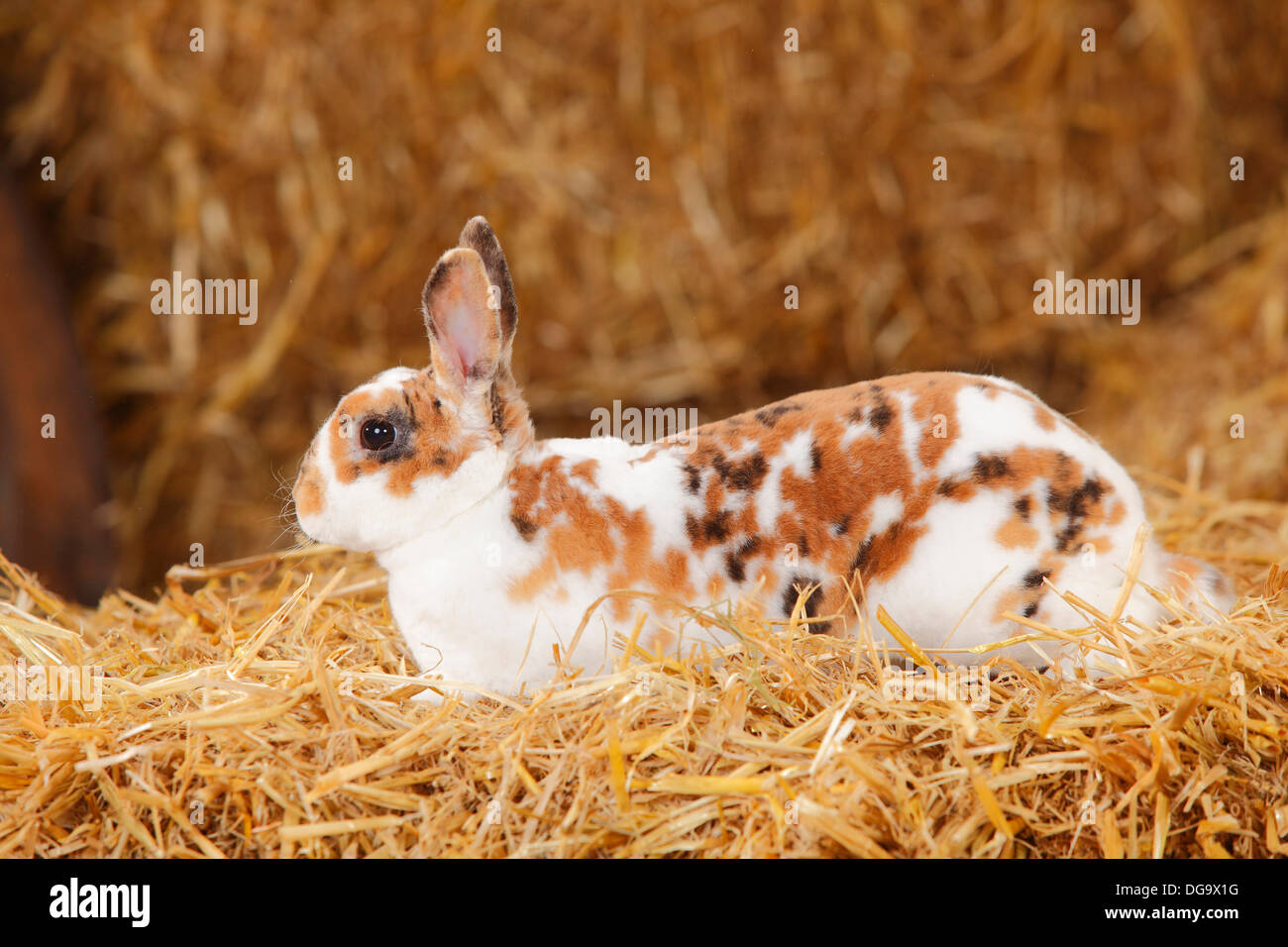Dwarf Rex Rabbit, dalmatian tricolour Stock Photo