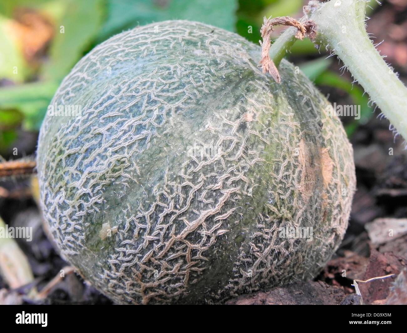Cantaloupe in garden bed Stock Photo Alamy