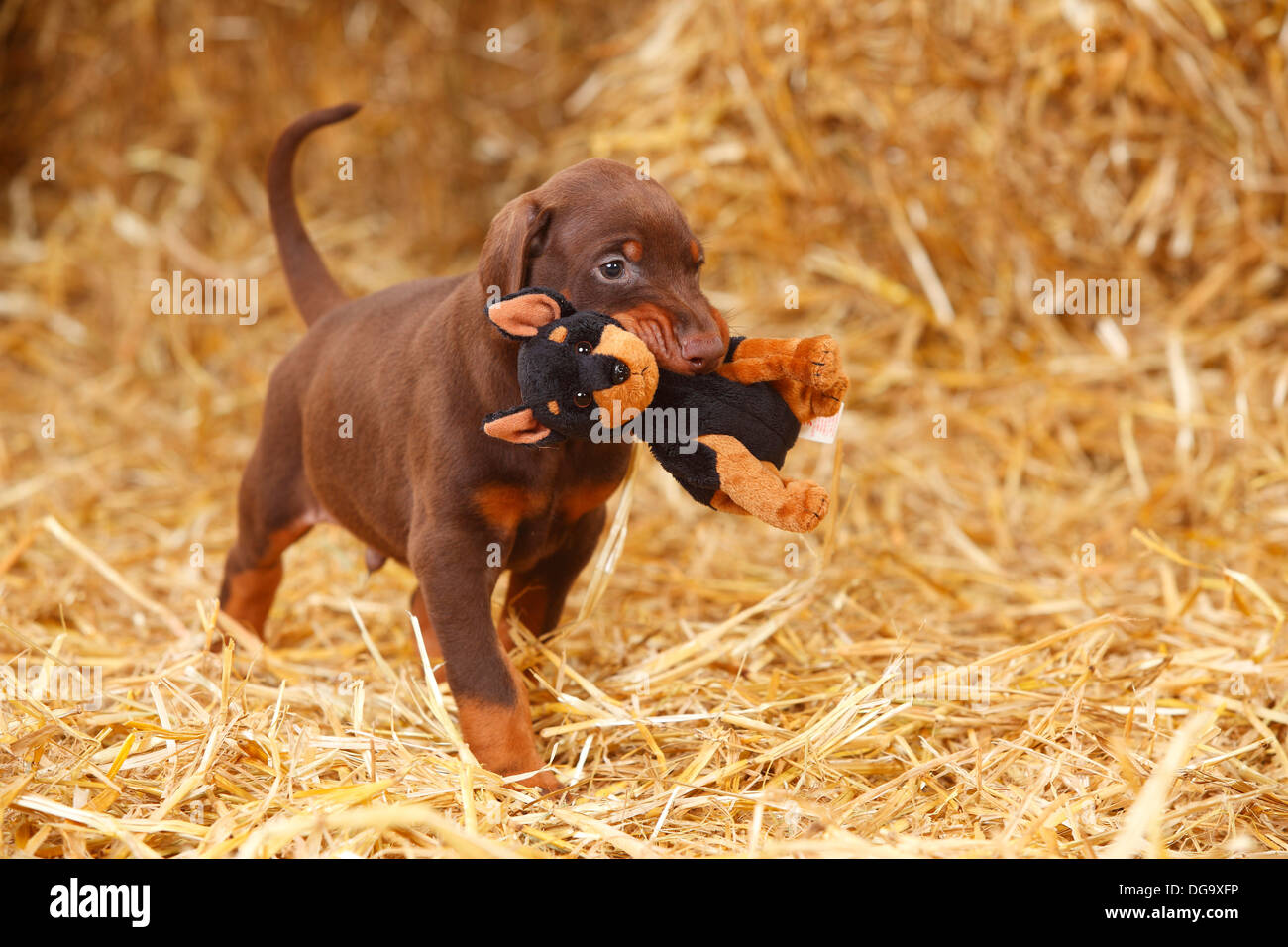 Dobermann Pinscher, puppy, 5 weeks / cuddle toy |Dobermann, Welpe, 5 Wochen, Spielzeug, Stofftier, Kuscheltier Stock Photo