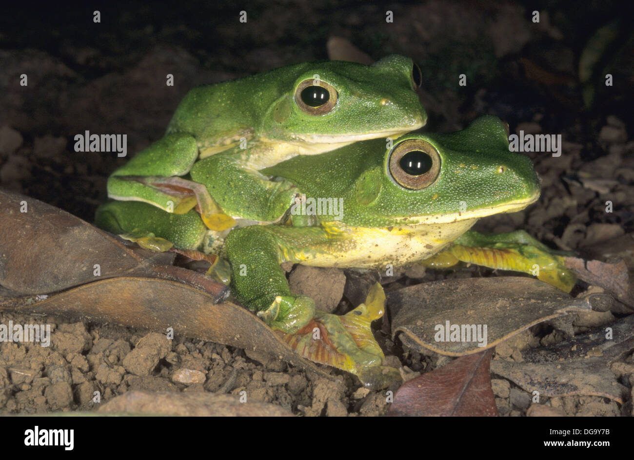 Amplexus in Rhacophorus malabaricus, the malabar gliding frog. This frog can glide from higher ...