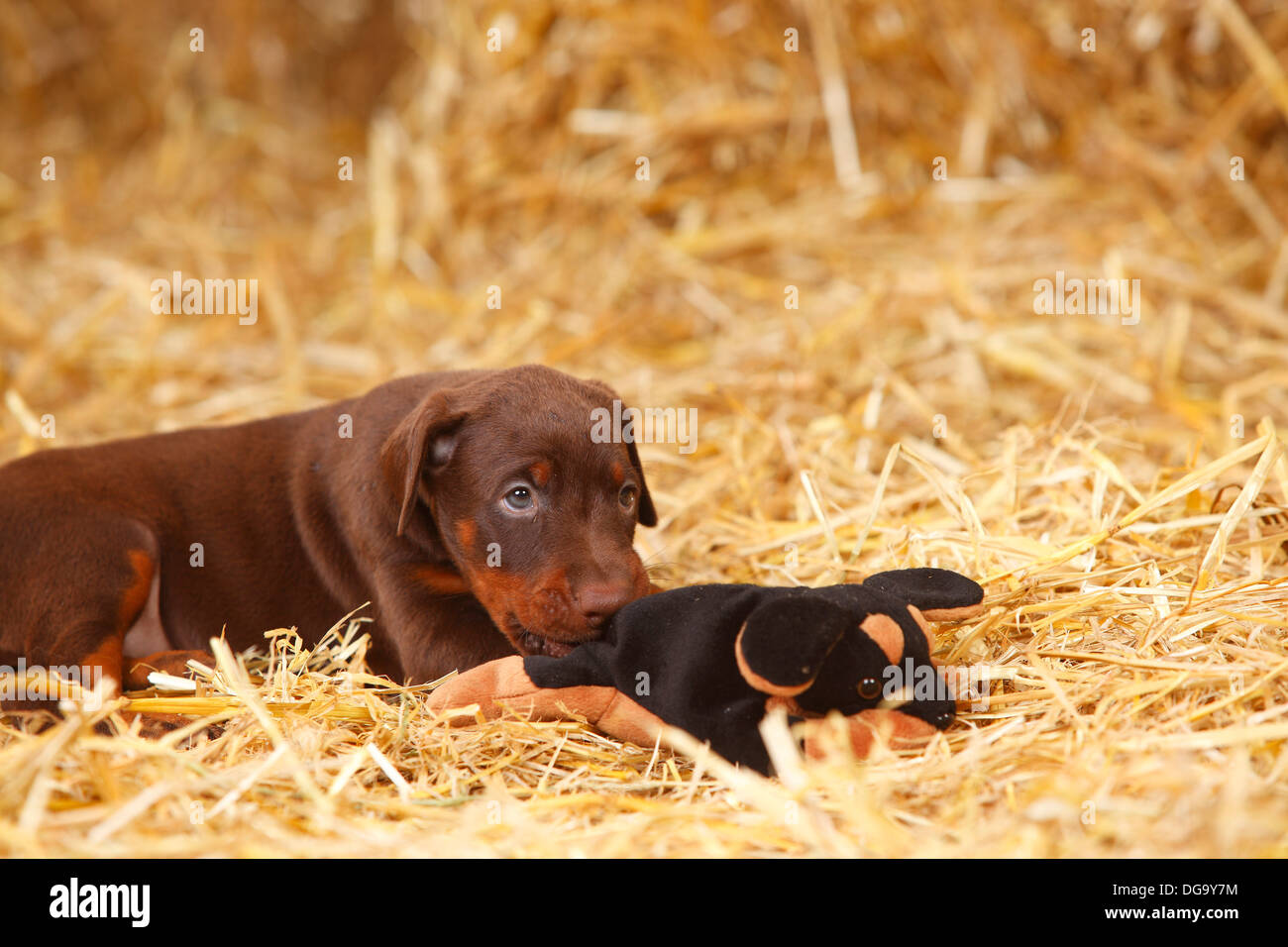 Dobermann Pinscher, puppy, 5 weeks / cuddle toy |Dobermann, Welpe, 5 Wochen, Spielzeug, Stofftier, Kuscheltier Stock Photo