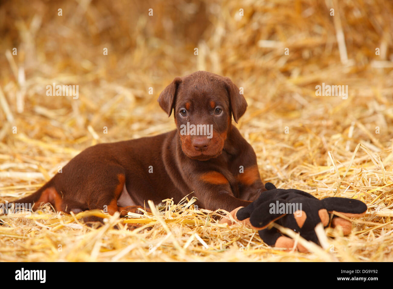 Dobermann Pinscher, puppy, 5 weeks / cuddle toy |Dobermann, Welpe, 5 Wochen, Spielzeug, Stofftier, Kuscheltier Stock Photo
