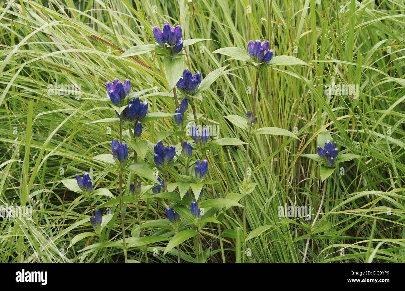 Closed gentian in the native grasslands of the Canadian prairies Stock  Photo - Alamy