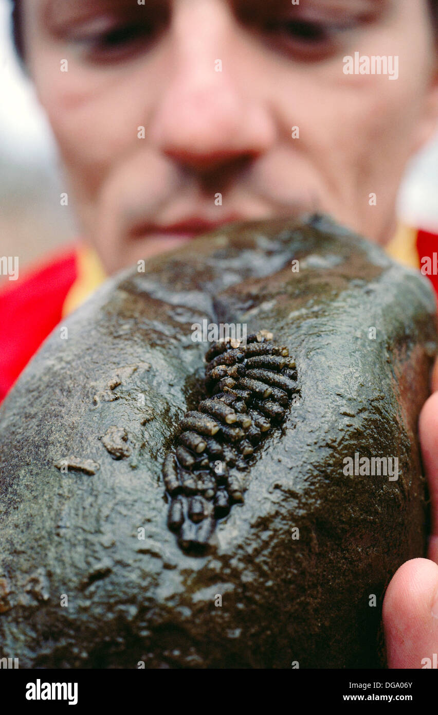 Caddis fly nymph trout fishing Stock Photo Alamy